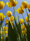 Tulips in Keukenhof Gardens  Amsterdam  Netherlands
