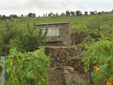 Stone Vineyard Hut for Tools  Vineyard Slopes of Collioure  Languedoc-Roussillon  France