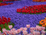 Tulips in Keukenhof Gardens  Amsterdam  Netherlands