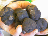 Truffle Hunter with Handful of Truffles at La Truffe De Ventoux Truffle Farm  Vaucluse  Rhone