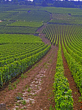 Vines in Grand Cru Vineyards  Romanee Conti and Richebourg Leading to La Romanee  Vosne
