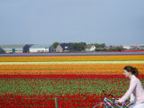 Woman Biking Past Tulip Lands  Leiden Area  Amsterdam  Netherlands