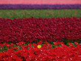 Tulips in Keukenhof Gardens  Amsterdam  Netherlands