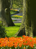 Tulips in Keukenhof Gardens  Amsterdam  Netherlands