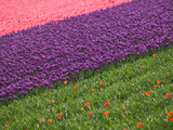 Tulips in Keukenhof Gardens  Amsterdam  Netherlands