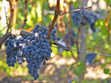 Ripe Bunches of Merlot Grapes  Chateau La Grave Figeac  Saint Emilion  Bordeaux  France