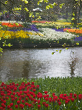 Tulips in Keukenhof Gardens  Amsterdam  Netherlands