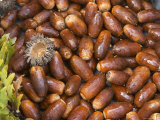 Oak Acorns  Truffiere De La Bergerie Truffles Farm  Ste Foy De Longas  Dordogne  France