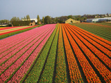 Tulip Lands  Leiden Area  Netherlands