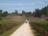 Chateau Grand Mayne and Vineyard  Saint Emilion Grand Cru Classe  Saint Emilion  Bordeaux  France