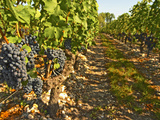 Cabernet Sauvignon Vines  Chateau Belgrave  Haut-Medoc  Grand Crus Classee  France