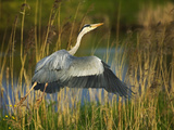 Grey Heron in the Canal  Kinderdijk  Netherlands