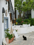 Street View with Black Cat  Manolates  Samos  Aegean Islands  Greece
