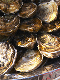Plate of Oysters  France