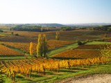 View Over the Vineyards in Bergerac  Chateau Belingard  Bergerac  Dordogne  France