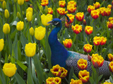 Peacock with Tulips  Keukenhof Gardens  Amsterdam  Netherlands