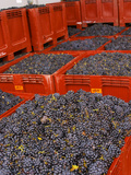 Gamay Grapes at Georges Duboeuf Winery  Romaneche-Thorins  Beaujolais  Bourgogne  France