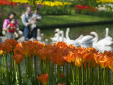 Tulips  Tourists and Swans in Keukenhof Gardens  Amsterdam  Netherlands