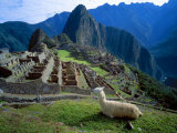 Llama Rests Overlooking Ruins of Machu Picchu in the Andes Mountains  Peru