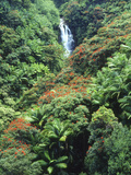 Waterfall in a Tropical Rain Forest  Hawaii  USA