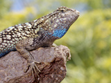 Close-up of Male Western Fence or Blue Belly Lizard  Lakeside  California  USA