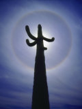 Sun's Halo Around Saguaro Cactus  Organ Pipe Cactus National Monument  Arizona  USA