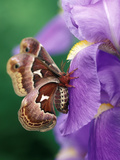 Cecropia Moth on Iris in Garden
