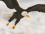 Bald Eagle in Landing Posture  Homer  Alaska  USA