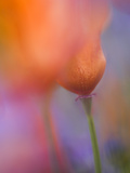 Abstract of Poppies and Wildflowers  Antelope Valley  California  USA