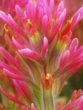 Close-up of Indian Paintbrush Flowers in the Great Basin Desert  California  USA