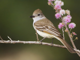 Ash-Throated Flycatcher  Uvalde County  Hill Country  Texas  USA