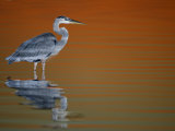 Great Blue Heron in Water at Sunset  Fort De Soto Park  St Petersburg  Florida  USA