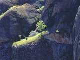 Tree Grows on Grassy Ledge off Cliff  Pinnacles National Monument  California  USA