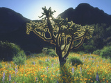 Wildflowers and Cacti in Sunlight  Organ Pipe Cactus National Monument  Arizona  USA