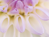 Dahlia Blooming  Oberaegeri  Switzerland