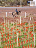 View of Vineyards and Mountain  Bodega Del Anelo Winery  Finca Roja  Neuquen  Patagonia  Argentina