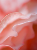 Flower Petal Edges