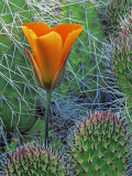 Mariposa Tulip Amid Grizzly Bear Cacti  Death Valley National Park  California  USA