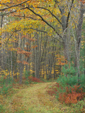 Tractor Road in the Woods on the Steele Farm  Kennebunkport  Maine  USA