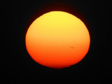 Silhouette of Bird Flying in Front of Sun Globe  Ft Myers  Florida  USA