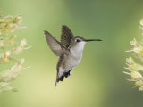 Black-Chinned Hummingbird in Flight Feeding on Texas Buckeye  Uvalde County  Hill Country