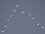Snow Geese Flying in V-Formation