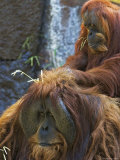 Sumatran Orangutans in the Sacramento Zoo  Sacramento  California  USA