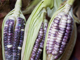 Purple Corn Displayed in Market  Cuzco  Peru