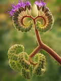 Detail of Phacelia Plant in Bloom  Death Valley National Park  California  USA