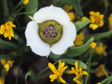 Mariposa Tulip and Mountain Wildflowers  Colorado  USA