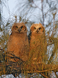 Great Horned Owlets on Tree Limb  De Soto  Florida  USA