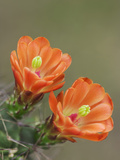 Claret Cup Cactus Blooming  Uvalde County  Hill Country  Texas  USA