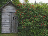 Outhouse Built in 1929 Surrounded by Blooming Elderberrys  Homer  Alaska  USA