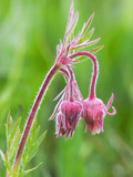 Detail of Prairie Smoke or Long-Plumed Avens Flower Buds  Sawtooth Mountains  Idaho  USA